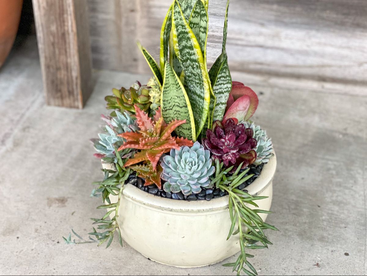 Colorful Snake Plant arrangement